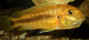 Pseudotropheus interruptus 'Machili Island'